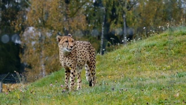 Weight of familiar animals: Elephant,cow, horse,cat,dog,deer #animalssounds #animalsvideo смотреть онлайн