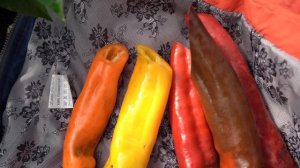 Перец Палермо