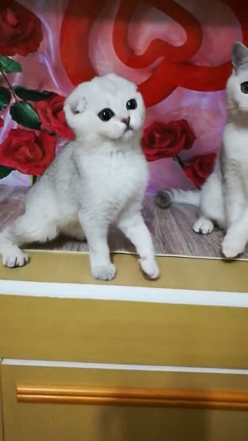 Шотландские котята - серебро смотреть онлайн