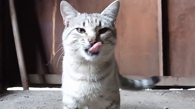 Эй, Марс #6 #Котики поют #блюз смотреть онлайн