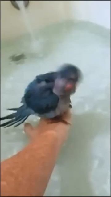 Попугай купается смотреть онлайн