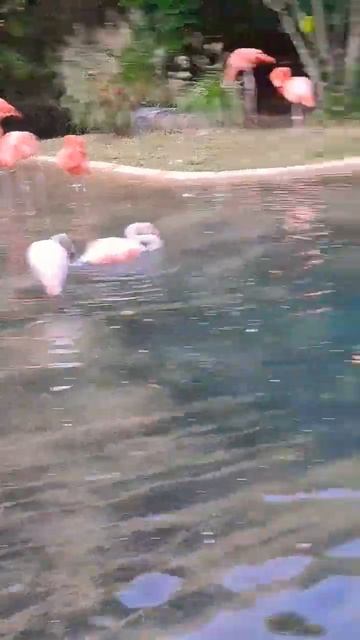 Beautiful Pink Flamingos! #shorts смотреть онлайн
