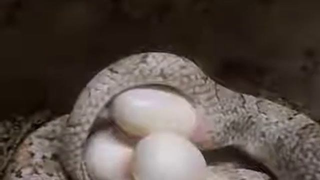 Snake laying eggs смотреть онлайн