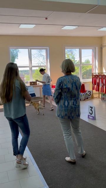 Мой первый титул «Лучший беби»🥇🏆🏅#выставкасобак #киров #сыктывкар #shiba #puppy #чемпион смотреть онлайн