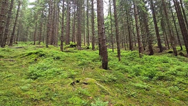 В юго-западной Чехии, в Богемии.... В поисках грибов... смотреть онлайн