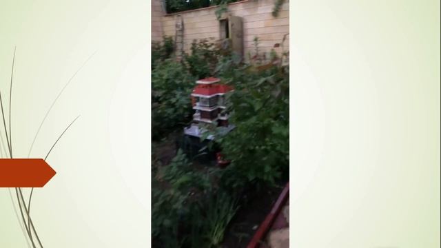 Лошадиная золото. Мамин дворик. смотреть онлайн