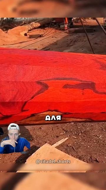 Огромные колонны из красного дерева 😮🔥