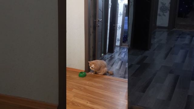 Кот с планеты марс смотреть онлайн