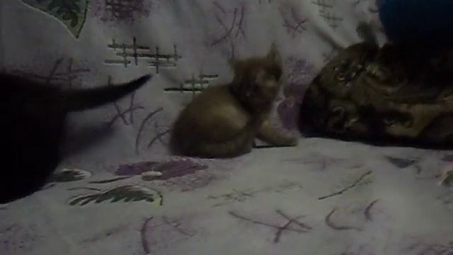 SAM 0722 смотреть онлайн