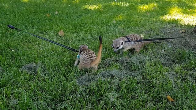 Сурикаты на набережной Днепра смотреть онлайн