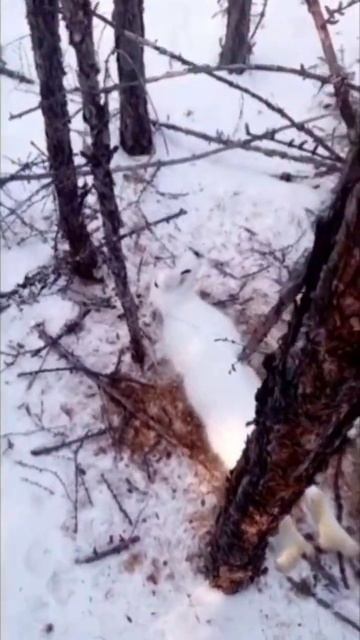 ЖИВОЙ ЗАЯЦ В ПЕТЛЕ. смотреть онлайн