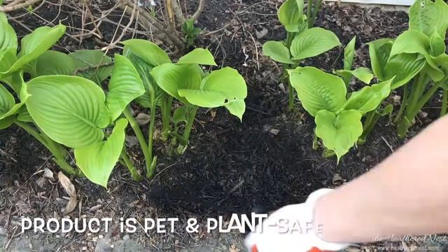 Have you tried Mulch Dye? We have! A Rustoleum Renovator Mulch Stain Review. смотреть онлайн