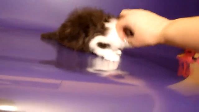 new 2013 kitten persian Louise cattery Briz Baltiki - for sale смотреть онлайн