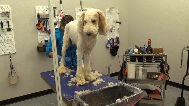 Giving a Doodle a Hair Cut смотреть онлайн
