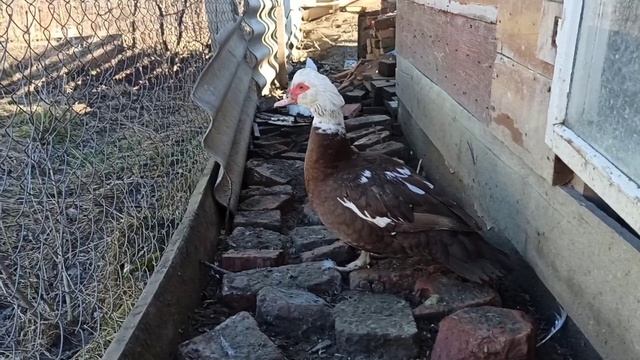 Мускусні качки все і не тільки... 😉 смотреть онлайн