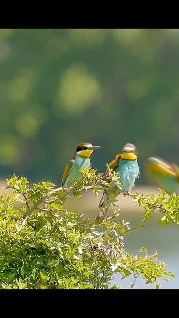 blue tailed bee eater loving female bird /photographer смотреть онлайн