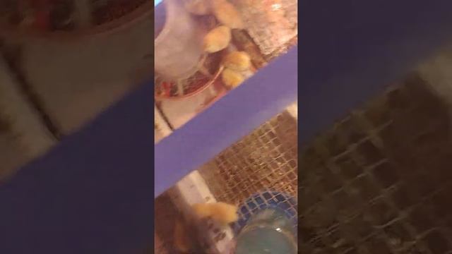 Перепел. 6 день- взвешивание.