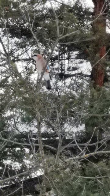 Велес -старший и сойка смотреть онлайн