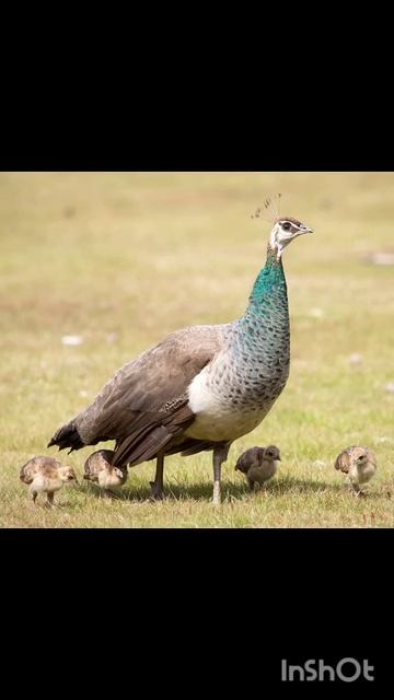 Peacock Sound смотреть онлайн
