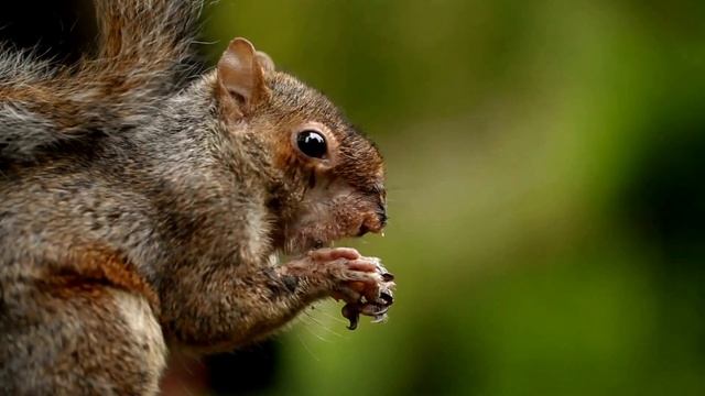 Squirrel, a very beautiful rodent 🐿🐿 смотреть онлайн