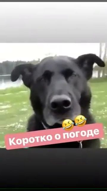 Собака рычит смотреть онлайн