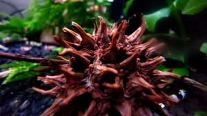 Плоды амбрового дерева (ликвидамбра)
#аквариум #креветки #кристаллы