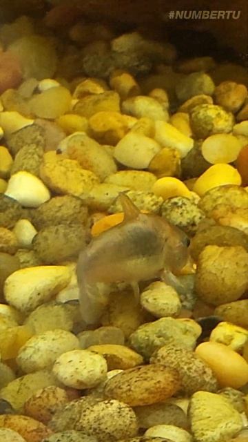 5 YEARS OLD GOLDFISH TANK #goldfish #goldfishtank #aquarium #fishtank #goldfishaquarium