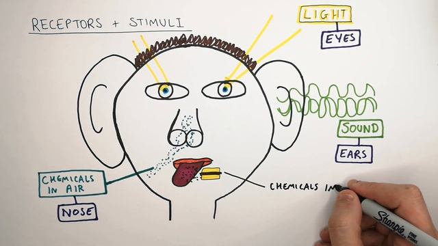 Receptors & Stimuli - GCSE Biology | Kayscience.com смотреть онлайн
