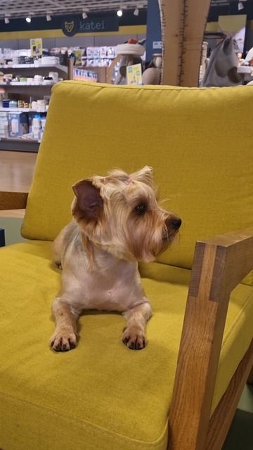 Фанни отдыхает после стрижки.#Shorts#york#Йорк#pet_city# груминг#grooming# смотреть онлайн