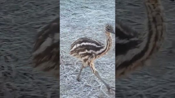 Страусёнок бегает, ищет друга