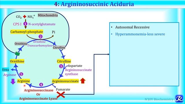 6: Urea cycle disorders(UCD) | Amino acid metabolism| Biochemistry | N'JOY Biochemistry смотреть онлайн