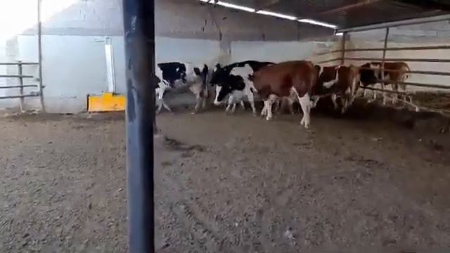 МОЛНИ БУКАГА КОЙИШ 🐄🐃 смотреть онлайн
