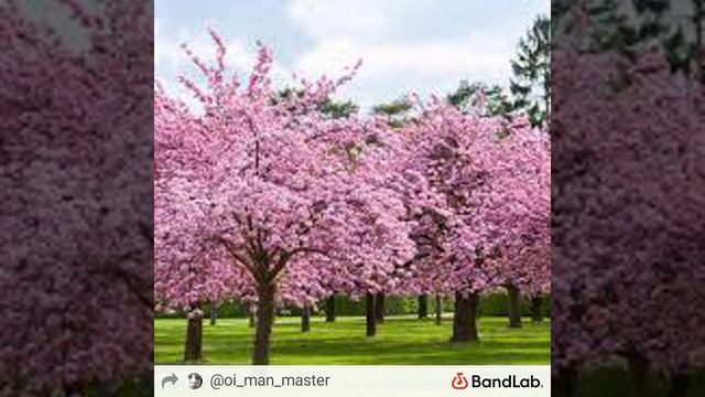 scam rap смотреть онлайн