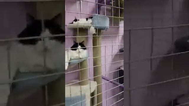 Спасибо TEDDY FOOD от приюта Люськин дом смотреть онлайн
