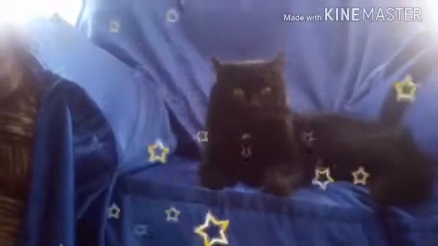 Покажу свое лицо и кошку на пасике смотреть онлайн