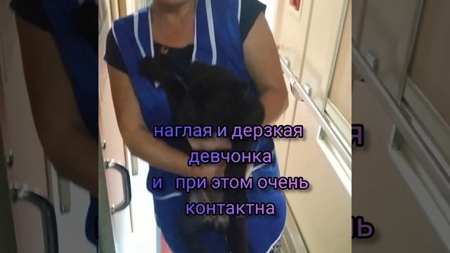 Искали и нашли. Щенок кане-корсо. смотреть онлайн