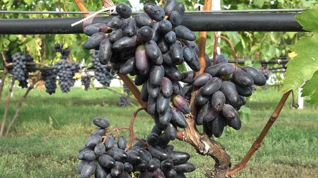 Виноград Худой