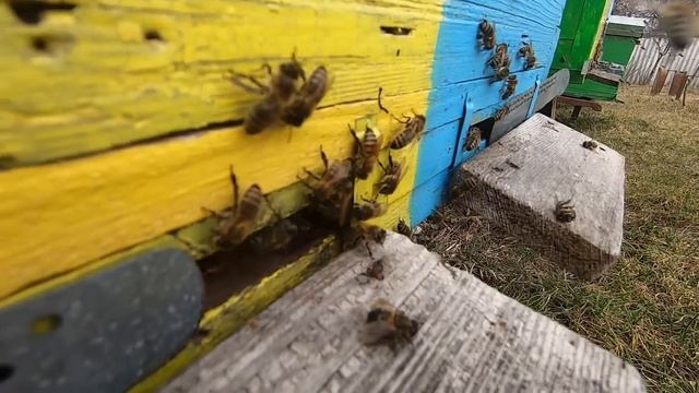 ✅ Облет пчел Харьков и ПЕРВАЯ ПИЛЬЦА! #ПЧЕЛОВОДСТВО1 начинающим с нуля! смотреть онлайн