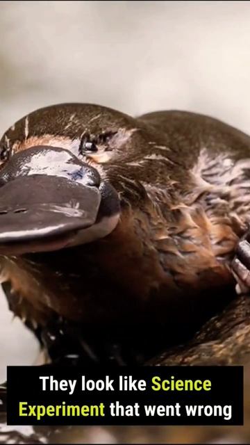 Platypus - Nature's weirdest creation #shorts смотреть онлайн