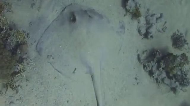 2008 12 26 Shark Yolanda смотреть онлайн
