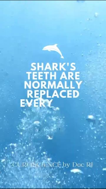 Young sharks can replace their teeth weekly. #education #funfacts #sharks #seaanimals #animalfacts смотреть онлайн