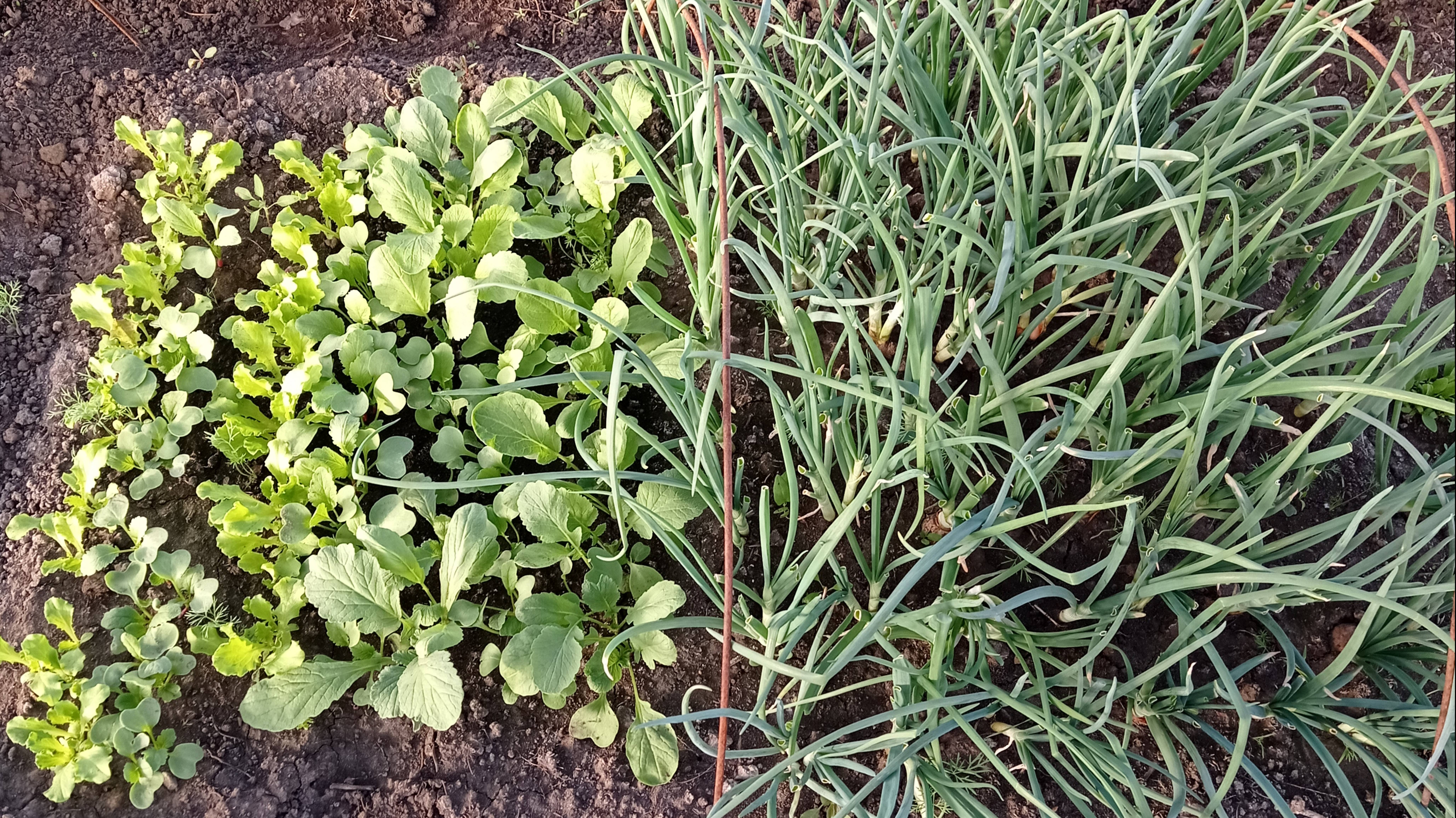 Вы посадили лук на зелень?