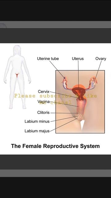 NCERT science biology ( female All systems Anatomy & structure) смотреть онлайн