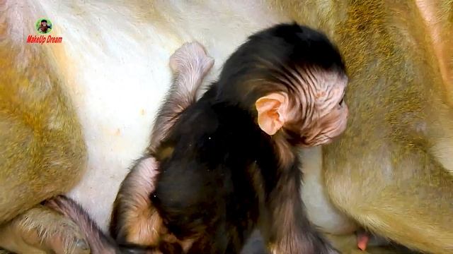 LOOK..! Tara is very angry wild monkey Ginger while she leaving Greta with her | #makeupdream смотреть онлайн