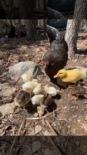 Chicken that adopted a duck, baby turkeys and a lot of baby chicks from #Tractor supply смотреть онлайн