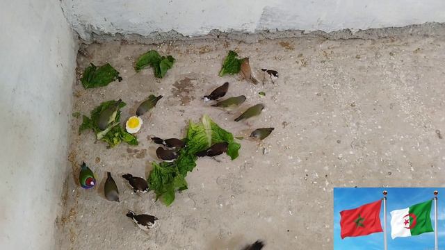 تربية طيور الجولديان فينش جماعيا(@4-G040 ) #diamant_mandarin #zebra_finch смотреть онлайн