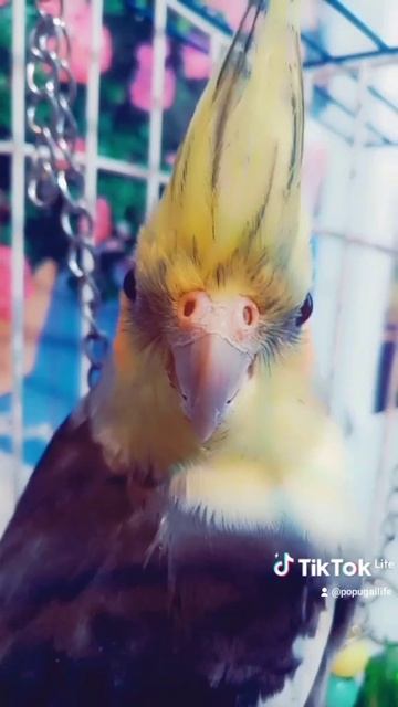 Мне предлагали за неё 35 тысяч долларов! смотреть онлайн