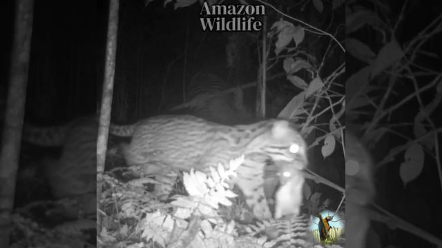 Ocelot returns from hunt смотреть онлайн