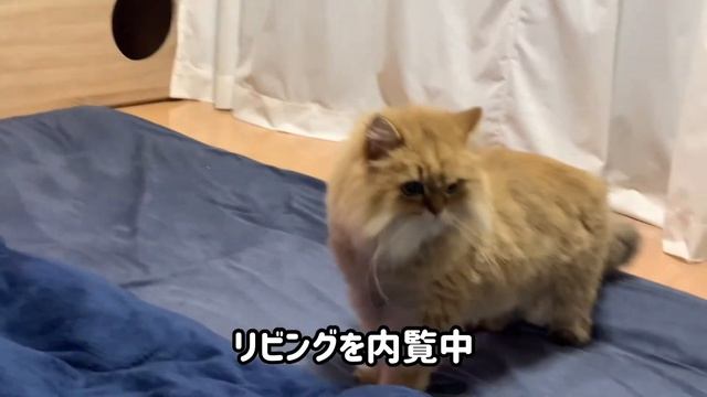 キャットタワー付きテレビボードを設置しました！【ペルシャ猫】【ヨーキー】