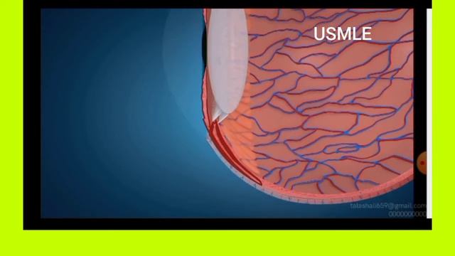 Anatomy Of Eyeball/the Three Coats Of Eyeball/protective, Vascular And Neural Coat Of The Eye